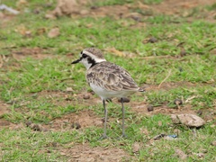 Charadrius pecuarius