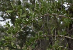 Psydrax oleifolia