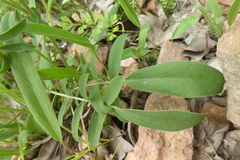 Anthyllis vulneraria rubriflora