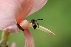 Ropalidia sumatrae