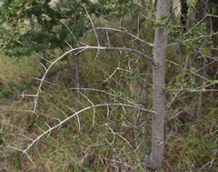 Psydrax oleifolia