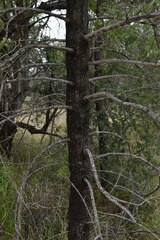 Psydrax oleifolia