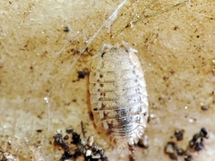 Agabiformius lentus