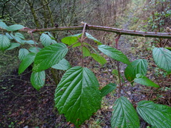 Rubus fruticosus