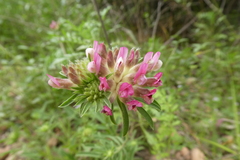 Anthyllis vulneraria rubriflora