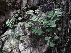 Aeonium haworthii