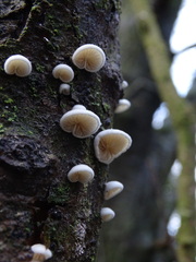 Panellus mitis