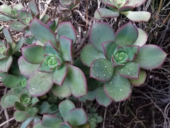 Aeonium haworthii
