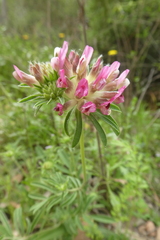 Anthyllis vulneraria rubriflora
