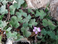Geranium rotundifolium