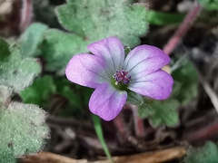 Geranium rotundifolium