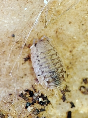 Agabiformius lentus