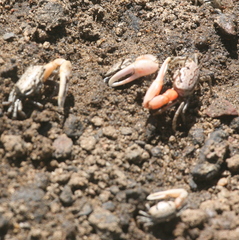 Austruca occidentalis