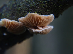 Deconica horizontalis