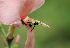 Ropalidia sumatrae