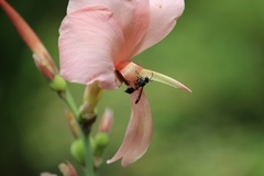 Ropalidia sumatrae