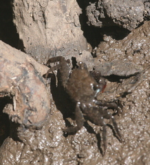 Parasesarma