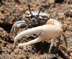 Austruca occidentalis
