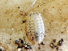 Agabiformius lentus