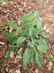 Salvia sclarea