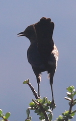 Myrmecocichla formicivora