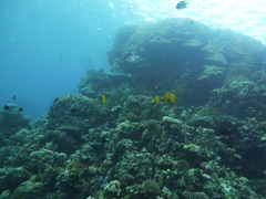 Chaetodon semilarvatus