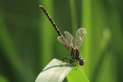 Paragomphus lineatus