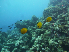 Chaetodon semilarvatus