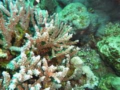 Pycnochromis dimidiatus