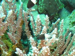 Pycnochromis dimidiatus