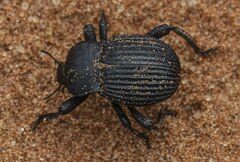 Gonopus tibialis
