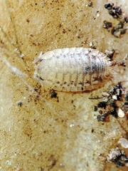 Agabiformius lentus