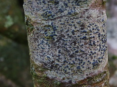 Lecidella