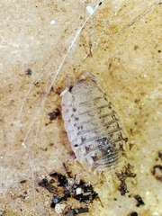 Agabiformius lentus