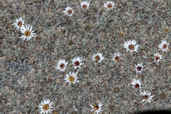 Erigeron rosulatus