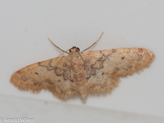 Idaea affinitata