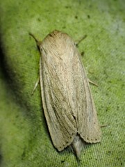 Globia oblonga