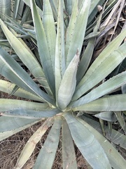 Agave fourcroydes