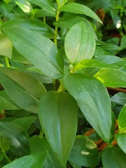 Tradescantia fluminensis