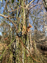 Smilax rotundifolia