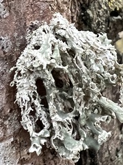 Ramalina fastigiata
