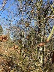 Smilax rotundifolia