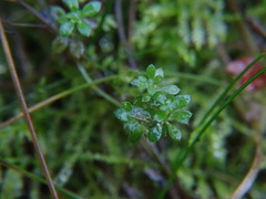 Galium saxatile