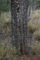 Acacia cambagei