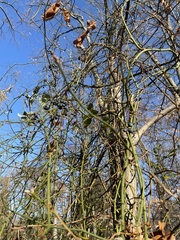 Smilax rotundifolia