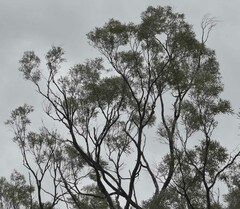 Acacia cambagei