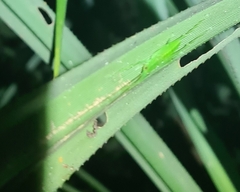 Greenagraecia attenuata