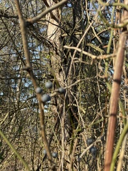 Smilax rotundifolia
