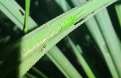 Greenagraecia attenuata