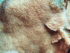 Gardineroseris planulata